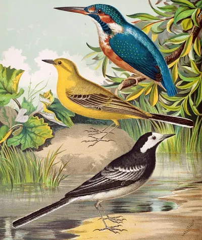 Kingfisher, Wagtails by W. A . Blakston, 1878 — digital art print download
