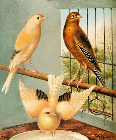 Linnet And Canary Mules by W. A . Blakston, 1878 — digital art print download