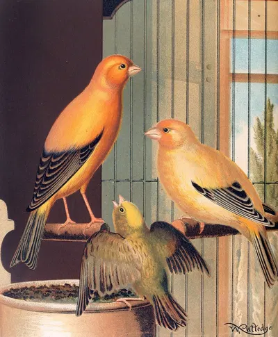 London Fancy Canaries by W. A . Blakston, 1878 — digital art print download