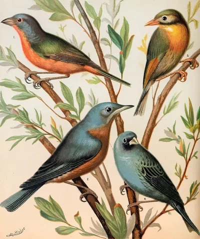 Nonpareil Finch, Pekin Nightingale, Common Blue Bird, Indigo Bird by W. A . Blakston, 1878 — digital art print download
