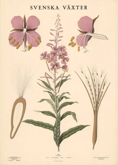 Mjölke (Epilobium angustifolium) by Max Richter, 1936 — digital art print download