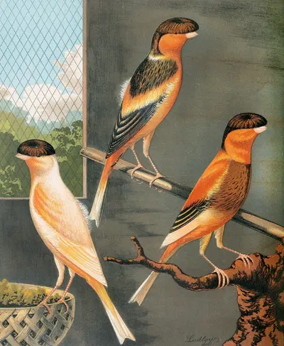 Norwich Canaries-Dark Crested Buff, Variegated Crested Buff And Yellow by W. A . Blakston, 1878 — digital art print download