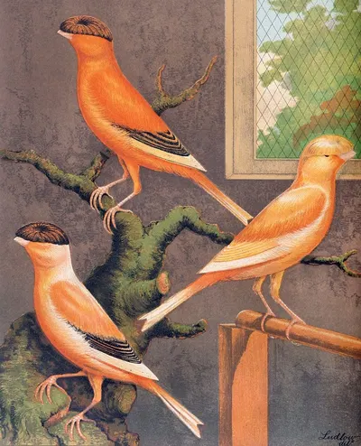 Norwich Canaries-Evenly-Marked Crested Yellow, Grey Crested Buff,Evenly-Marked Crested Buff by W. A . Blakston, 1878 —…