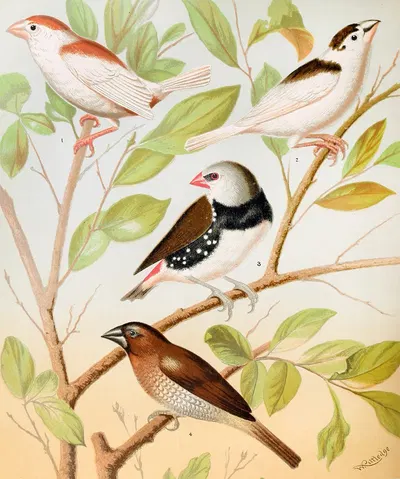 Pied Mannkins, Diamond Sparrow, Nutmeg Or Spice Bird by W. A . Blakston, 1878 — digital art print download