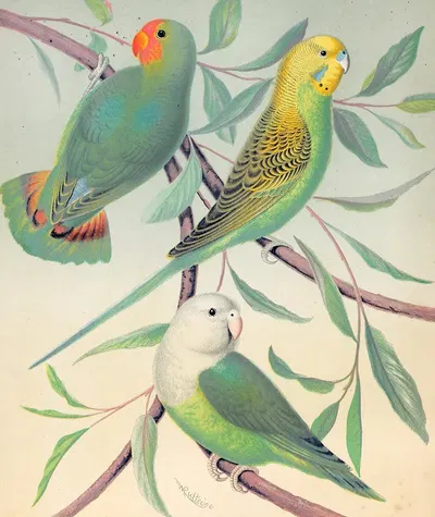 Red-Headed Love-Bird, Grass Parakeet, Madagascar Love-Bird by W. A . Blakston, 1878 — digital art print download