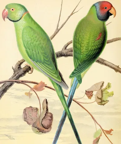 Ring-Necked Parrakeet, Plum-Headed Parrakeet by W. A . Blakston, 1878 — digital art print download