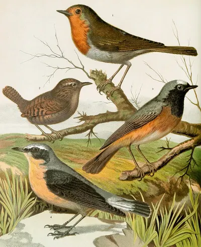 Robin, Wren, Redstart, Wheatear by W. A . Blakston, 1878 — digital art print download
