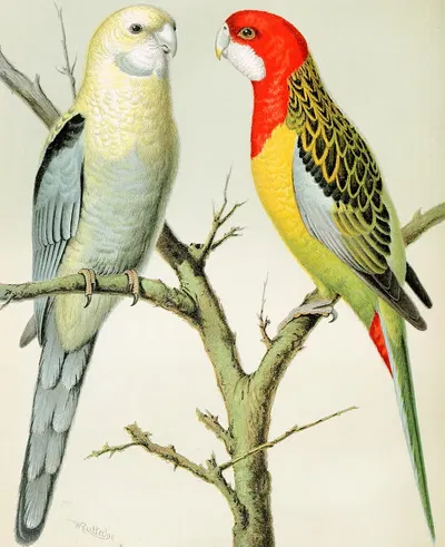 Rosella Parrakeets by W. A . Blakston, 1878 — digital art print download