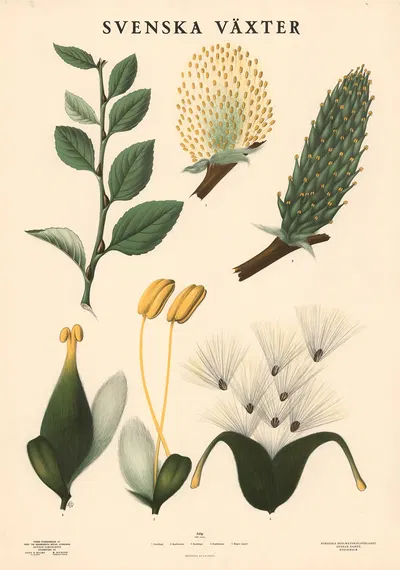 Sälg (Salix caprea) by Max Richter, 1936 — digital art print download