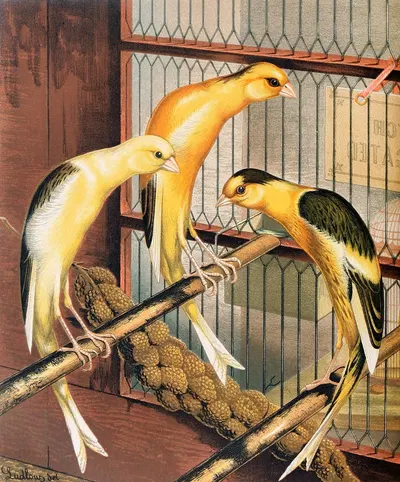 Scotch Fancy Canaries, Piebald by W. A . Blakston, 1878 — digital art print download