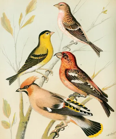 Siskin, Redpoll,Waxwing, Crossbill by W. A . Blakston, 1878 — digital art print download