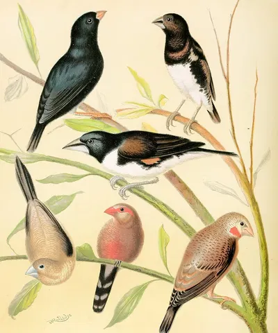 Steel Finch, Pied Grass Finch, Bronze Mannikin, Silver-Bill, St. Helena Waxbill, Cut-Throat by W. A . Blakston, 1878 —…