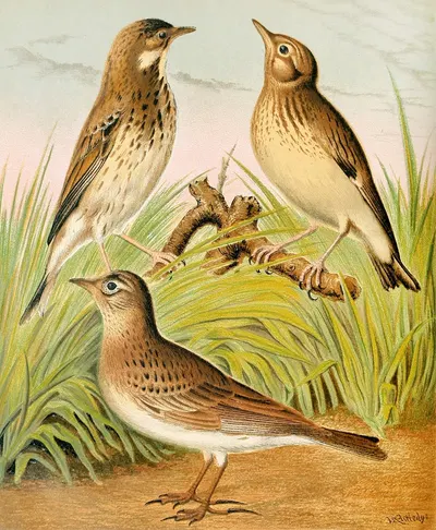 Tree Pipit,Skylark, Woodlark by W. A . Blakston, 1878 — digital art print download