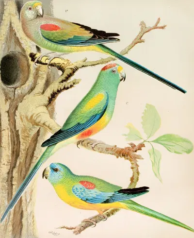 Turquoisine Parrakeet, Many Coloured Parrakeets by W. A . Blakston, 1878 — digital art print download