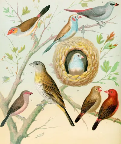 Waxbills,Saffron Finch,African Fire Flnch by W. A . Blakston, 1878 — digital art print download