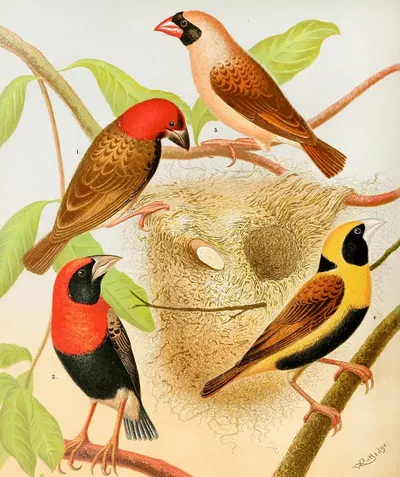 Weaver Birds by W. A . Blakston, 1878 — digital art print download