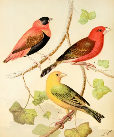 Weavers-Orange Bishop And Madagascar, Saffron Flnch by W. A . Blakston, 1878 — digital art print download