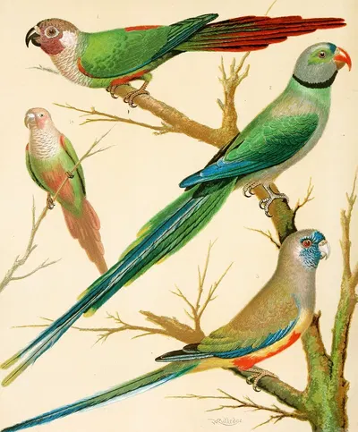 White-Eared Conures, Malabar Parrakeet, Blue Bonnet Parrakeet by W. A . Blakston, 1878 — digital art print download