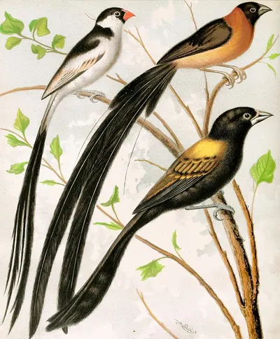 Wydah Birds by W. A . Blakston, 1878 — digital art print download