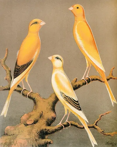 Yorkshire Canaries-Evenly Marked Yellow And Buff, Clear Yellow by W. A . Blakston, 1878 — digital art print download