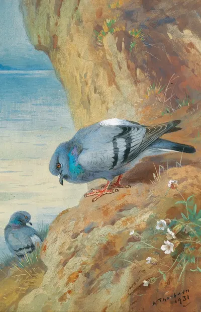 Rock Doves by Archibald Thorburn, 1931 — digital art print download