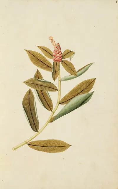 Selectarum stirpium Americanarum historia Pl.001 by Nikolaus Joseph Freiherr von Jacquin, 1780 — digital art print download