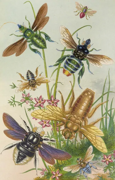 Bees And Their Conterfeits by Barret And Sons, 1871 — digital art print download