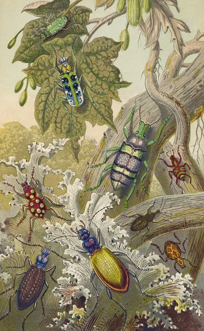 British Bees And Their Foreign Relatives by Barret And Sons, 1871 — digital art print download
