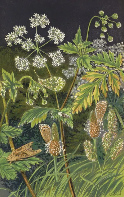 Butterflies And Moths In Disguise – At Rest by Barret And Sons, 1871 — digital art print download