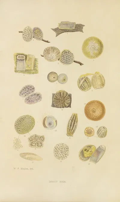 Insect Eggs by Barret And Sons, 1871 — digital art print download