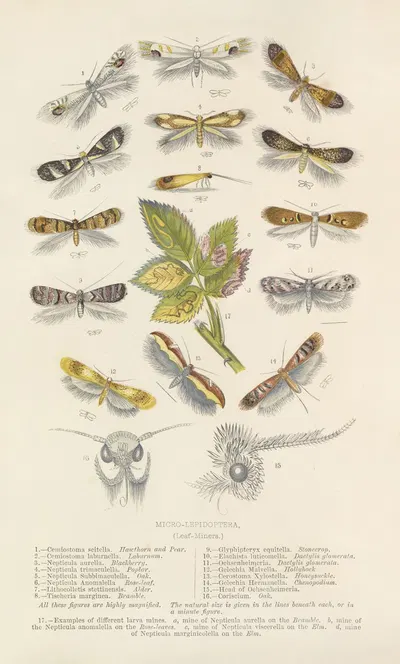 Micro-Lepidoptera Or Leaf Miners by Barret And Sons, 1871 — digital art print download