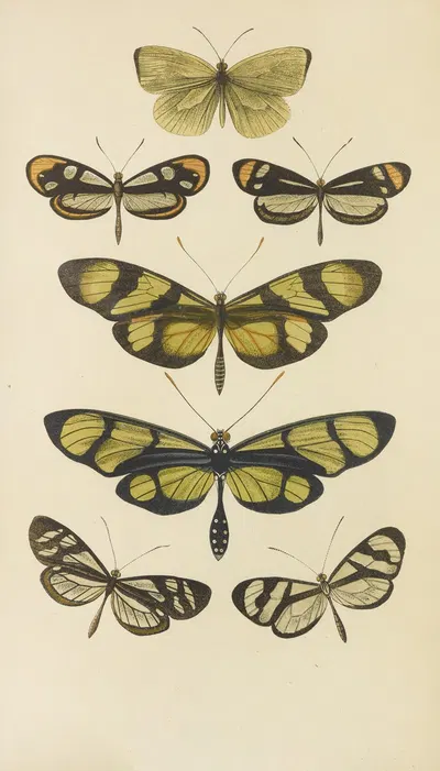 South American Butterflies by Barret And Sons, 1871 — digital art print download