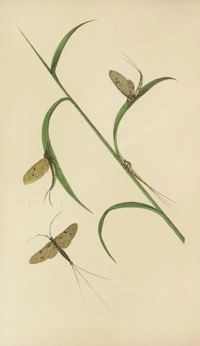 The May Fly – Green And Fray Drake by Barret And Sons, 1871 — digital art print download