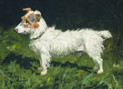 Piper, A Jack Russell Terrier by George Paice — digital art print download