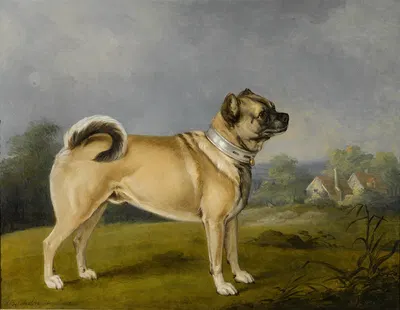 A Favorite Pug by Генри Бернард Шалон, 1802 — digital art print download