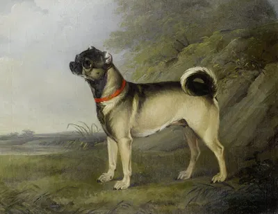 A Favourite Pug Bitch by Генри Бернард Шалон, 1802 — digital art print download