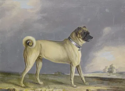 A Pug Dog by Генри Бернард Шалон, 1802 — digital art print download