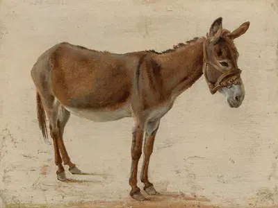 A Donkey by Жак-Лоран Агаз — digital art print download
