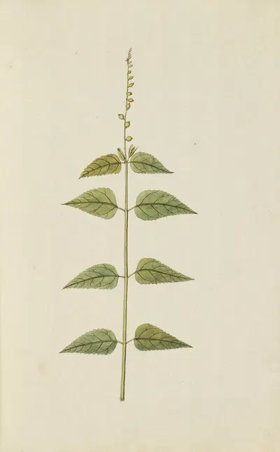 Selectarum stirpium Americanarum historia Pl.009 by Nikolaus Joseph Freiherr von Jacquin, 1780 — digital art print download