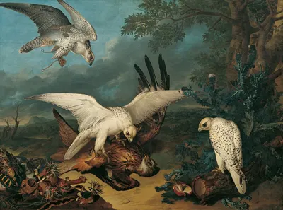Ein Roter Milan, Von Isländischen Falken Besiegt by Philipp Ferdinand de Hamilton, 1745 — digital art print download