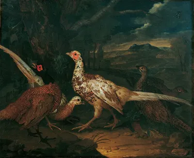 Fasane by Philipp Ferdinand de Hamilton, 1745 — digital art print download