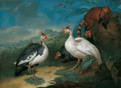 Perlhühner Und Nasenbär by Philipp Ferdinand de Hamilton, 1722 — digital art print download