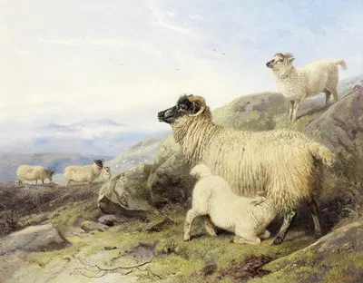 Sheep On A Mountainside by Ричард Ансделл, 1856 — digital art print download
