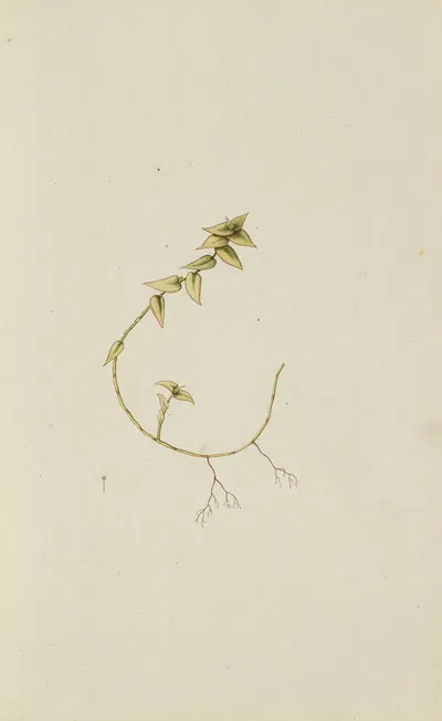 Selectarum stirpium Americanarum historia Pl.014 by Nikolaus Joseph Freiherr von Jacquin, 1780 — digital art print download