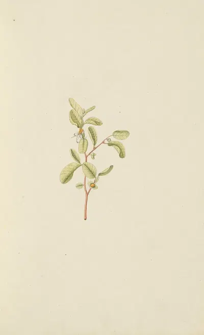 Selectarum stirpium Americanarum historia Pl.015 by Nikolaus Joseph Freiherr von Jacquin, 1780 — digital art print download
