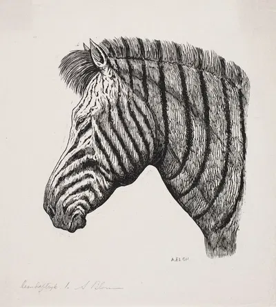 Hoved af en Zebra by Alexander Blom, 1859 – 1933 — digital art print download