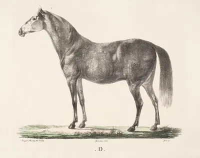 Hesten D by Christian David Gebauer, 1821 – 1822 — digital art print download
