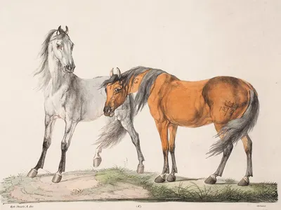 Hestene E & G by Кристиан Давид Гебауэр, 1821 – 1822 — digital art print download