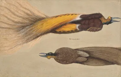 To døde paradisfugle, en han og en hun by Christoph Amberger, 1520 – 1562 — digital art print download