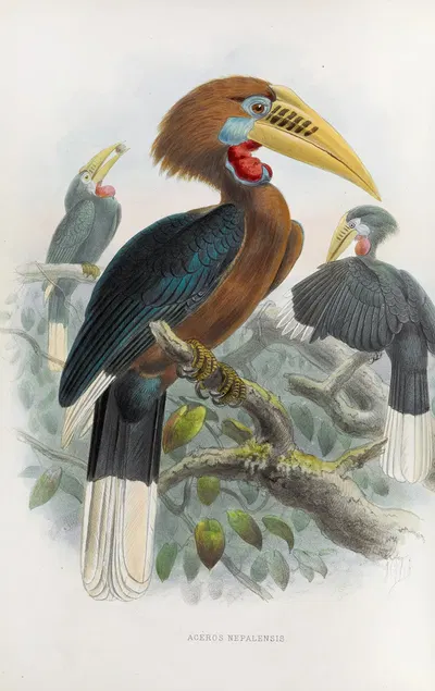 Aceros nepalensis by Daniel Giraud Elliot, 1882 — digital art print download